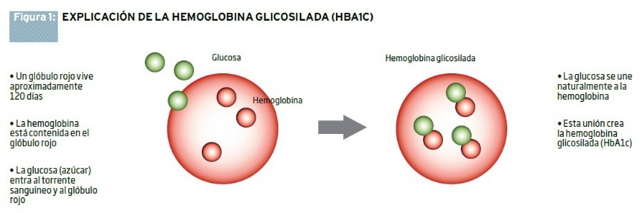Qué es la hemoglobina glicosilada. SocialDiabetes